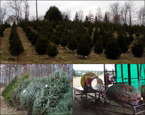 크리스마스 트리용 나무를 재배하고 있는 야산에서 나무를 고르면 즉석에서 베어지고 포장까지 일사천리로 진행된다. 