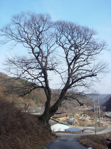  상좌석 마을 전경