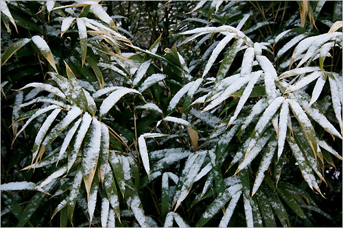 대나무 잎에도 하얀 눈이 소복이 쌓였습니다. 