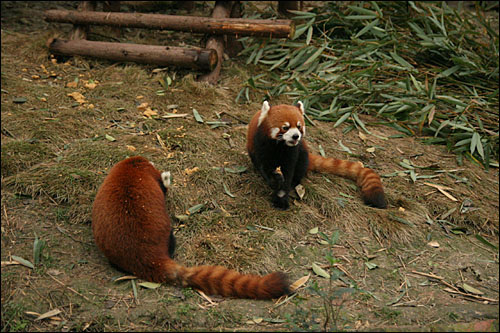 판다과의 하나로 판명된 레드 판다(Lesser Panda). 판다를 너구리과나 곰과에 포함시키는 여러 학설이 논쟁을 불러 일으켰지만 지금은 판다과로 독립돼 있다. 
