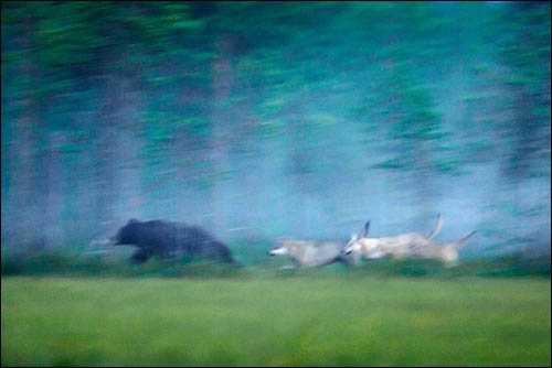 추적(Lassi Rautiainen/The Finnish Nature Photographer of the Year 2007 작).