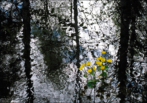 동이나물(Samuli Lahtela/The Finnish Nature Photographer of the Year 2007 작).