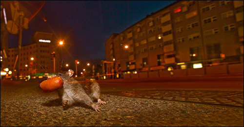  코너를 도는 쥐(Sami Kero/The Finnish Nature Photographer of the Year 2007 작).