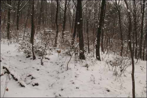 눈 쌓인 숲. 