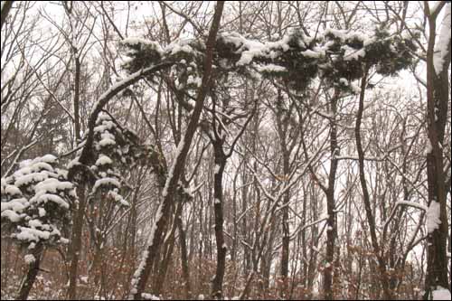 잡목들 사이에 선 소나무 한 그루가 눈을 잔뜩 뒤집어 쓰고 있다. 