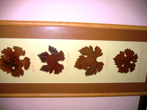 체벤바히트 와인농장 화장실에 있는 포도 잎사귀(왼쪽부터 메를로, 피노타지, 시라즈, 카베르네 쇼비뇽)