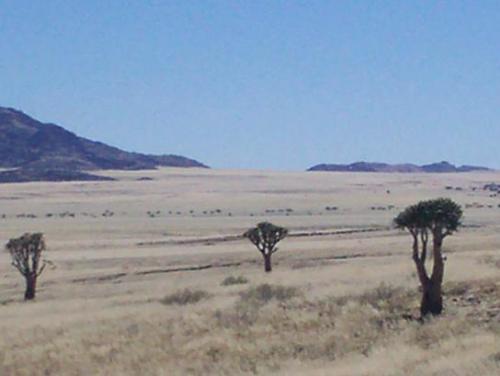 나미브 사막의 퀴버 트리 나무(코커붐)