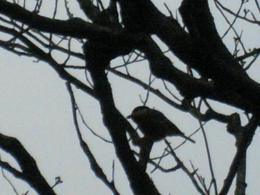 새가 나무가지를 콕콕 쪼고 있다...