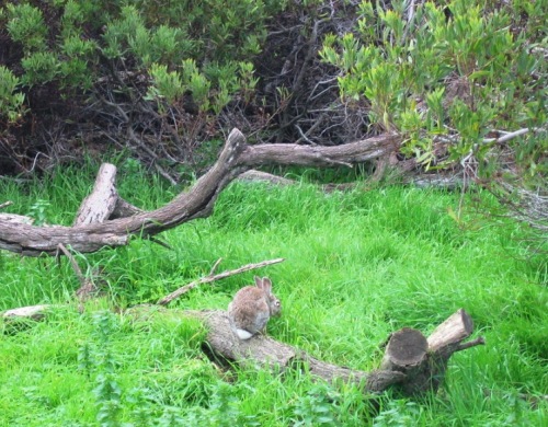 로벤 아일랜드에서 토끼가 풀을 뜯고 있는 모습
