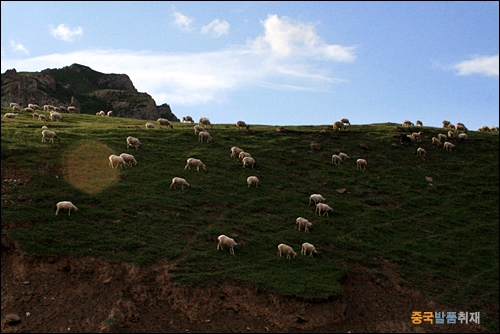 해발 4000m 이상의 치렌산맥을 넘어가는 중국 227번 국도에서 본 산 능선의 양떼들