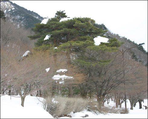  눈 덮인 소나무, 남은 인생을 저 소나무처럼 살고 싶다. 원래 내 호가 '설송(雪松)'이다.