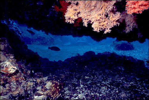 울릉도 남양. 수심 15미터 t산호가 늘어져있는 동굴 바깥으로 돌돔한마리가 카메라 앞을 지나가고 있다.