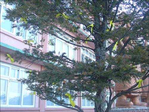2층 예슬이 교실 창밖 나무에 매달린 노란 리본들
