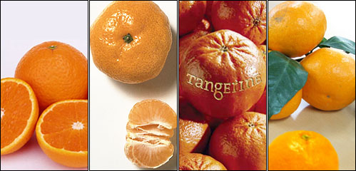 왼쪽부터 오렌지(혹은 어륀지), 사수마, 탠저린, 감귤.