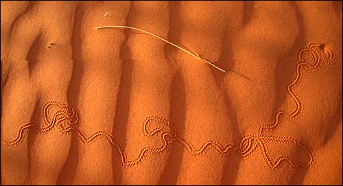 매끈해 보이는 모래의 표면을 자세히 들여다보니 오닉스의 발자국과 도마뱀의 발자국, 작은 곤충의 규칙적인 발자국이 보인다. 