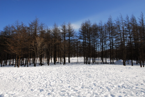 눈덮인  함백산에 있는 겨울 나무의 모습