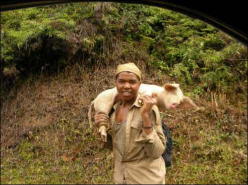 돼지를 어깨에 메고 팔러가는 마다가스카르 젊은이