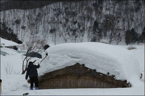 울릉도 전통가옥인 투막집에 눈이 쌓여 지붕만 보입니다.