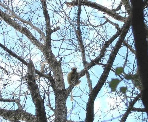 나무가지에 앉아 있는 칭기의 시파카 여우원숭이