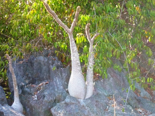 난쟁이 바오밥이라 불리는 칭기의 파키포디움 나무