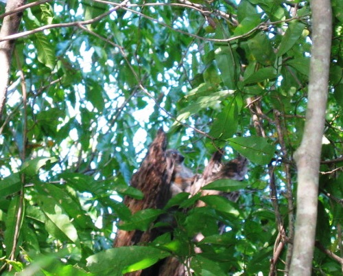 죽은 나무줄기에 앉아 있는 스포티브 여우원숭이