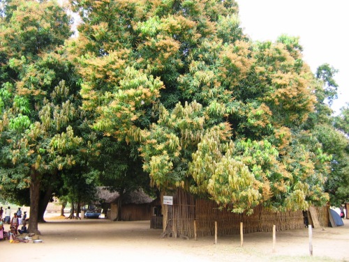 베코파카 마을의 망고나무와 전통가옥