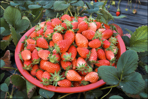 유기농딸기 값비싼 유기농 딸기 천만에.. 생각만 바꾸면 유기농 딸기도 저렴하다. 이렇게 가득 담긴 유기농꼬마 딸기는 2kg 13000원에 배송료가 무료다. 