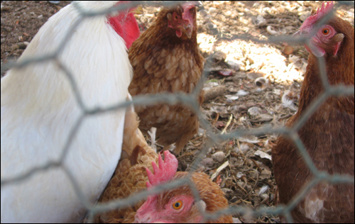 얘네들이 낳은 달걀로 변산공동체 식구들은 계란국을 먹는다. '아주' 가끔은 이 닭들이 좋은 단백질 식단을 제공하기도 한다.
