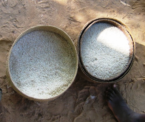 마다가스카르 쌀