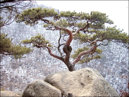  눈덮인 북쪽 산자락과 바위틈에서 자란 소나무