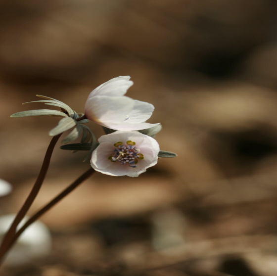 변산바람꽃 정답게 피어있는 변산바람꽃에 푹 빠져본다.