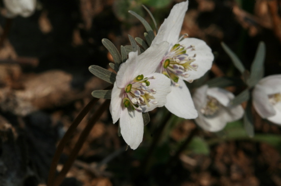 변산바람꽃   선바털애서 처음 만난 변산바람꽃