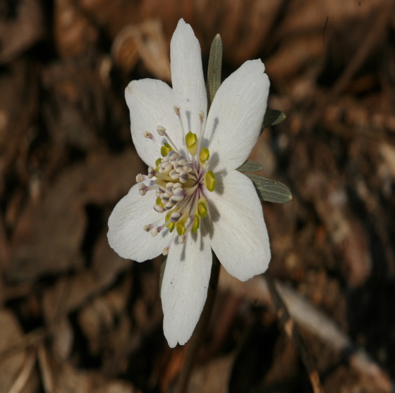 변산바람꽃   변산에만 있어서 변산 바람꽃이라 한다. 아직 꽃소식이 없는 이 때에 산비알에서 소리없이 곱게 피어잇다.