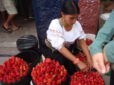 딸기를 정성스레 손보는 인디오 여인 이들은 전통의상과 머리를 길게 땋아 한눈에 알아 볼수 있다. 