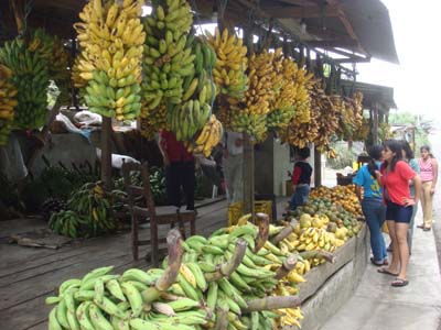 너무 무거워 잘 들지도 못할 정도의 바나나가 한국돈으로 950원 정도다. 이곳의 과일은  값도 싸다. 더구나 완전한 유기농업 과일들이다. 비료나 농약이 있지도 않다. 물론 생산공장도 없다. 안데스산 중턱의 과일과게
