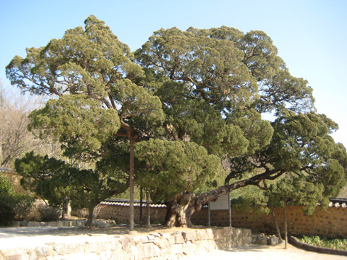 500년된 서백당의 향나무로 지방 문화재이다.