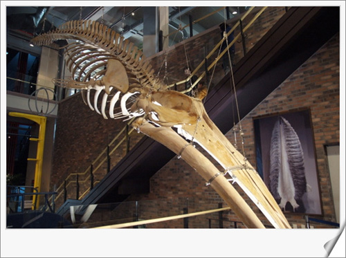 고래 박물관에 전시된 실제 고래 뼈