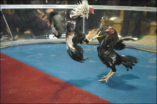 진주투계협회는 농림부에 투계대회가 가능하도록 해달라고 건의문을 제출했다. 사진은 진주상설투계장의 닭싸움 모습.