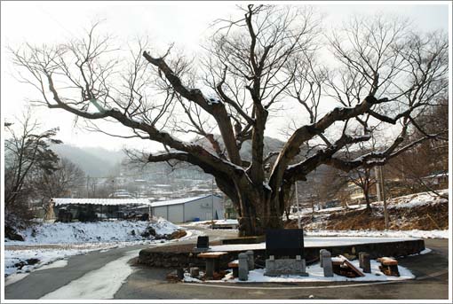 두모리 마을 입구를 지키고 있는 630년 된 느티나무.