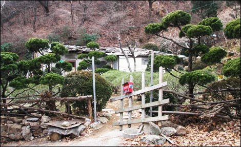 구홍서씨의 집. 100평이 넘는 집을 나무로 채웠다.
