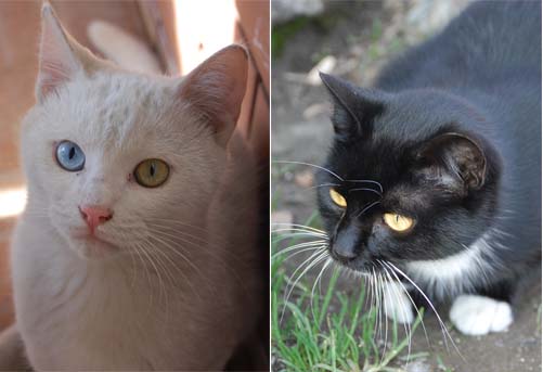 왼쪽 고양이 양쪽 눈 색갈이 다르다. 오른쪽 고양이는 참새를 매섭게 노려보고 있다. 