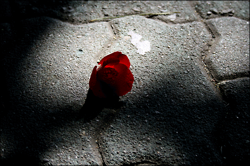 봄 햇살 한줌에 붉디붉게 빛나는 떨어진 꽃송이
