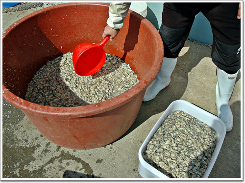 어민들이 채취해온 굴을 20kg 정도 들어가는 그릇에 옮기고 있다.