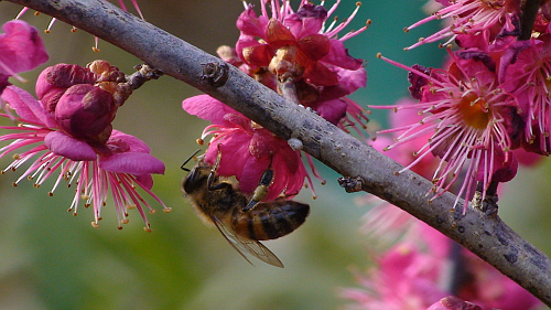 꽃잎에 묻힌 꿀벌의 바쁜 봄날. 꽃향기는 꿀벌을 불러들이고…….
