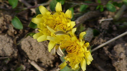 노란 민들레 꽃이 덩달아 피었다. 