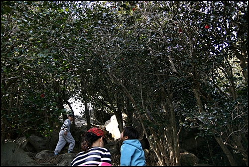 소미산 동백숲 산 정상 가까이에 자연적으로 형성된 동백숲이 있다.