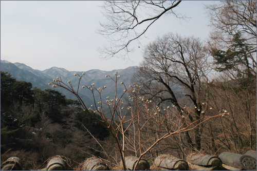  마당 담장에서 바라본 가야산 봉우리들. 