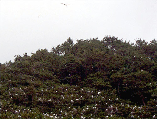 무안 용월리 청용산은 요즘 날아든 백로와 왜가리 떼로 마치 하얀 눈이 내린 것 같다.