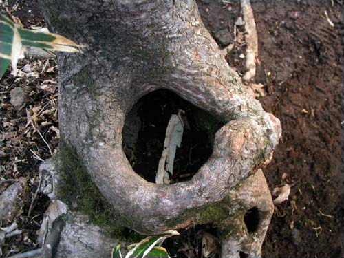 죽은듯한 나무 뿌리에도 이끼류가 서식합니다.