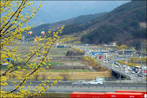 산수유 축제가 열리는 이곳 또한... 노란 산수유가 화사하게 핀 지리산 아랫마을 구례 산동도 여순 사건 최대의 민간인 학살터로 유명합니다. 낮에는 진압군에게, 밤에는 반란군에게 시달리고 죽임을 당해야 했던 참혹한 현장엔 지금 상춘객들의 발길로 발 디딜 틈이 없습니다. 그렇게 쓰라린 역사는 탈색돼가고 있습니다.